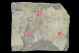 Three Fossil Crinoids (Cercidocrinus & Eretmocrinus) - Iowa #148692-1